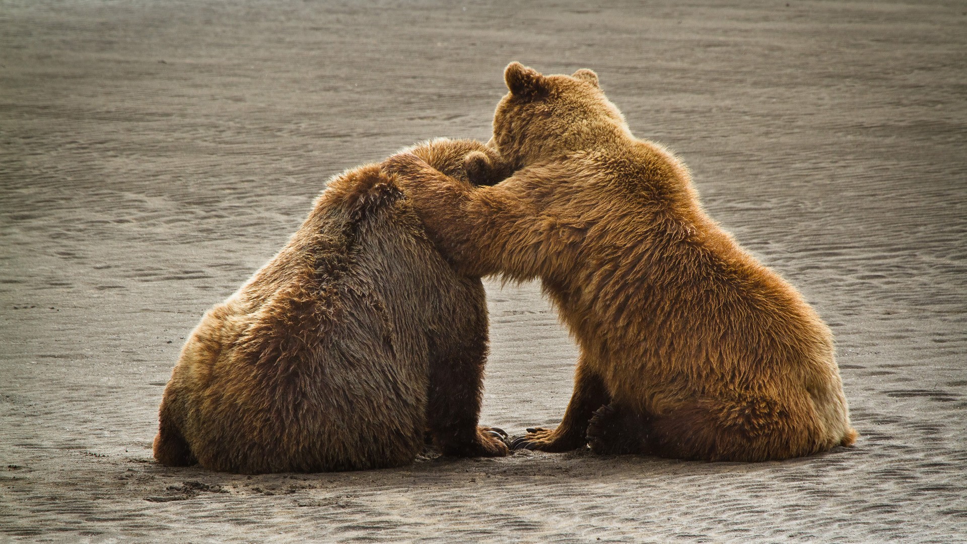 Doi urși din Armenia aterizează la Rezervația din Zărnești